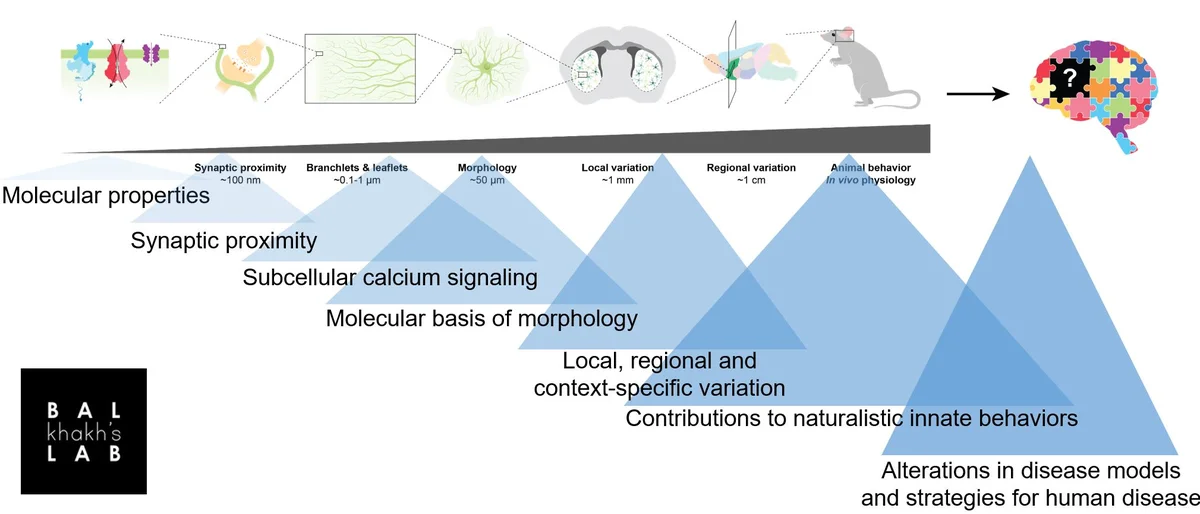 Schematic of the range of research at different biological scales in Baljit Khakh’s lab to explore fundamental astrocyte biology