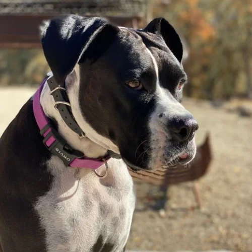 Dog named Abba the dancing queen