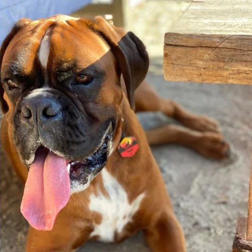 Dog named Tulsi the holy basil 