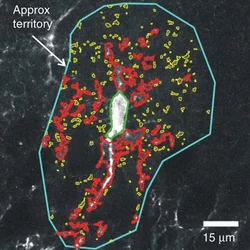 Representation of distinct types of calcium signals in astrocytes