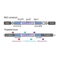 Gene targeting strategy for BAC transgenesis