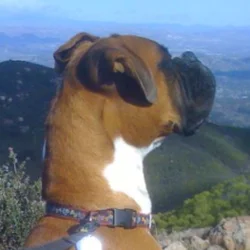 Dog named Otto the King on hike