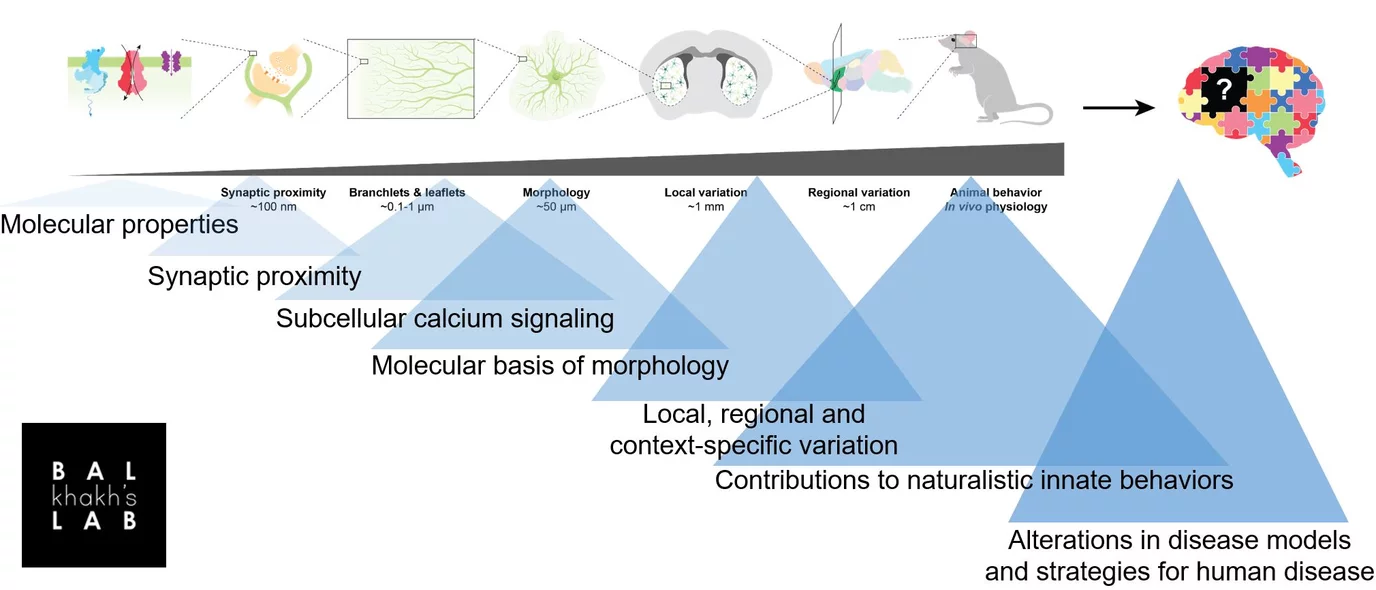 Schematic of the range of research at different biological scales in Baljit Khakh’s lab to explore fundamental astrocyte biology